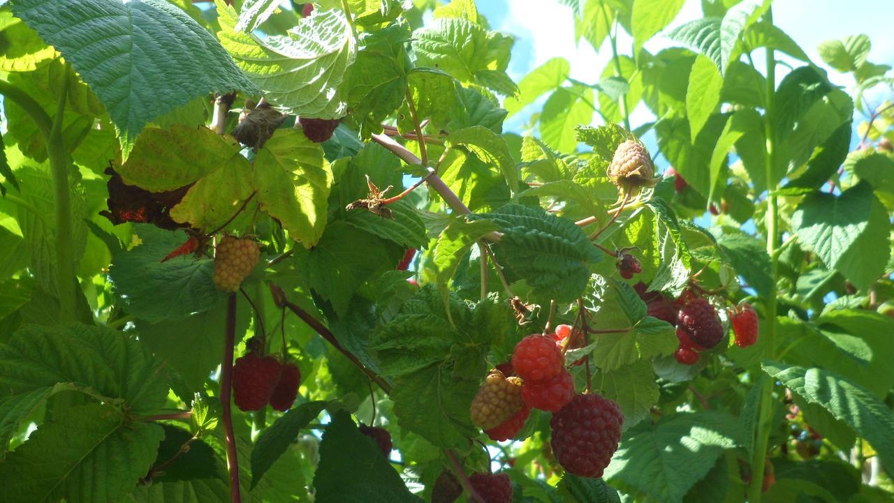 Viruna Farm Kiraste 외부 사진